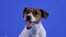 Jack Russell Terrier sits with an open mouth in the studio on a blue background. Close up of a dog's muzzle. Slow motion