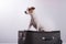 Jack Russell Terrier sits on a suitcase on a white background. The dog is going on a journey with the owners