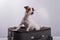 Jack Russell Terrier sits on a suitcase on a white background. The dog is going on a journey with the owners