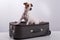 Jack Russell Terrier sits on a suitcase on a white background. The dog is going on a journey with the owners