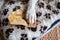 Jack russell terrier sitting on black and white cushion with Touching Ate Dog treats and Rawhide dog chews, close up shot