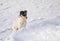 Jack Russell Terrier sitting on a fresh snow hesitating to jump in snowdrift