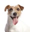 Jack russell terrier smiling