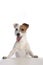 Jack russell terrier standing