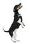 Jack Russell terrier standing on hind legs