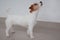 Jack russell terrier is standing on a mirror flooring.