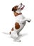 Jack Russell Terrier Standing on Two Feet