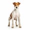 Jack Russell Terrier stands against white background