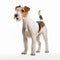 Jack Russell Terrier stands against white background