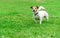 Jack Russell Terrier tethered with long line pet training lead