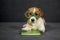 Jack Russell terrier in toy glasses and with book
