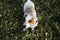 Jack Russell Terrier for walk, dirty playful dog looking up. Portrait of soiled dog stands on green grass outdoors