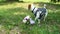 Jack russell terrier wearing bowtie and vest near wedding bouquet in slow motion