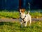 Jack Russell terrier wearing dog harness standing on green grass with yellow leaves