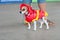 Jack Russell Terrier Wears Fireman Costume In Contest