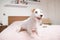 Jack Russell Terrier on white pink bed christmas full body happy