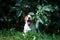 Jack Russell Terrier white-red puppy hides under an apple tree and yawns