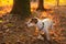 Jack Russell Terrier in wooden in the sunset