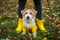 Jack russell terrier in a yellow raincoat sits at the legs of a girl in an autumn park