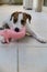 JACK RUSSELL WITH TOY