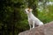 Jack russells family portrait