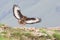 Jackal buzzard landing on rocky mountain in strong wind