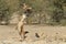 Jackal chasing sand grouse