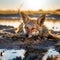 jackal Etosha