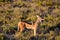 Jackal - Etosha, Namibia