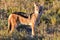 Jackal - Etosha, Namibia