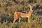 Jackal - Etosha, Namibia