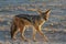 Jackal - Etosha, Namibia