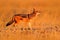 Jackal with evening sun. Black-Backed Jackal, Canis mesomelas mesomelas, portrait with long ears, Namibia, South Africa. Beautiful