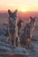 Jackal family standing in front of the camera in the rocky plains with setting sun.