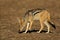 Jackal, Kalahari desert, South Africa