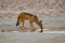 Jackal mamal of africa namibia deserts and nature in national parks