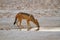 Jackal mamal of africa namibia deserts and nature in national parks