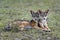 Jackal in the Masai Mara