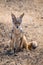 A jackal in the Ngorongoro Crater
