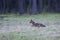 Jackal running in forest