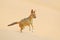 Jackal running on the sand dune in the Namib desert. Hot day in sand, animal from Namibia, Africa, black-backed jackal behaviour.