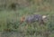 Jackal serarching for food in grassland