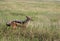 Jackal in Serengeti National Park