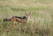 Jackal in Serengeti National Park