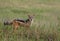 Jackal in Serengeti National Park