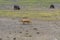 Jackal walking at the Ngorongoro Conservation Area