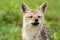 Jackal walking in Serengeti Plains at Serengeti National Park in Tanzania, East Africa