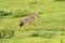 Jackal walking in Serengeti Plains at Serengeti in Tanzania, Africa