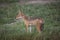 Jackal wild dangerous mammal africa savannah Kenya
