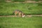 Jackal wild dangerous mammal africa savannah Kenya